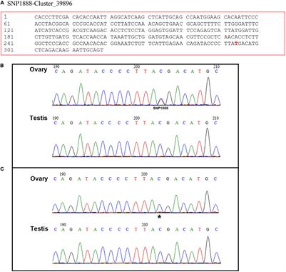 A Novel Imprinted Gene (Sp-Pol) With Sex-Specific SNP Locus and Sex-Biased Expression Pattern Provides Insights Into the Gonad Development of Mud Crab (Scylla paramamosain)